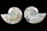 Cut & Polished Ammonite Fossil - Agatized #79700-1
